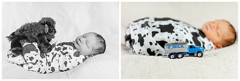 Collage of two black and white images: one shows a newborn swaddled in cow print with a stuffed buffalo resting on his belly; the second features the same swaddle but focuses on a toy “MILK” truck in the foreground, with the baby blurred in the background.